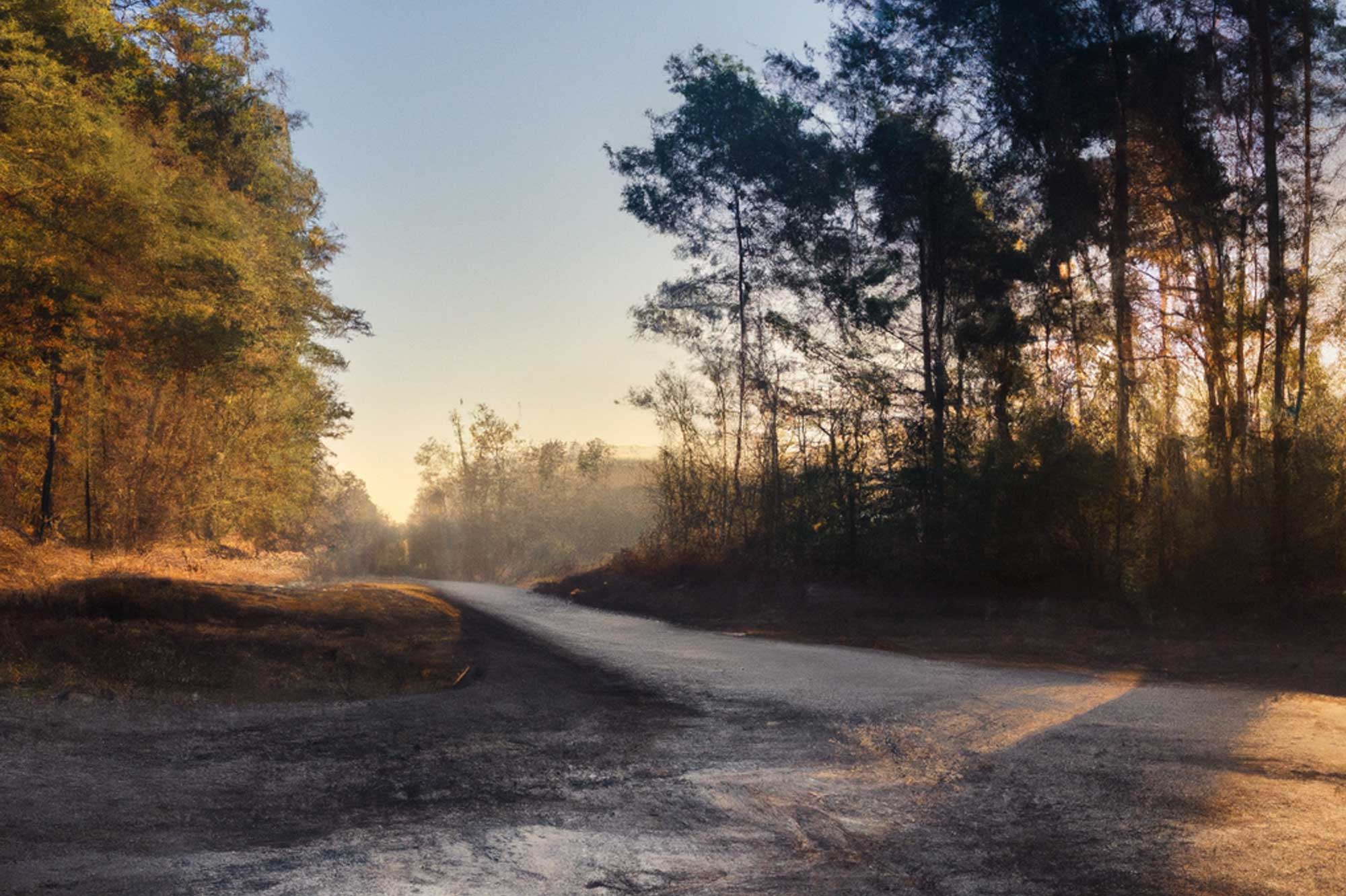 Fisher Firm | A forest path with a dirt road.